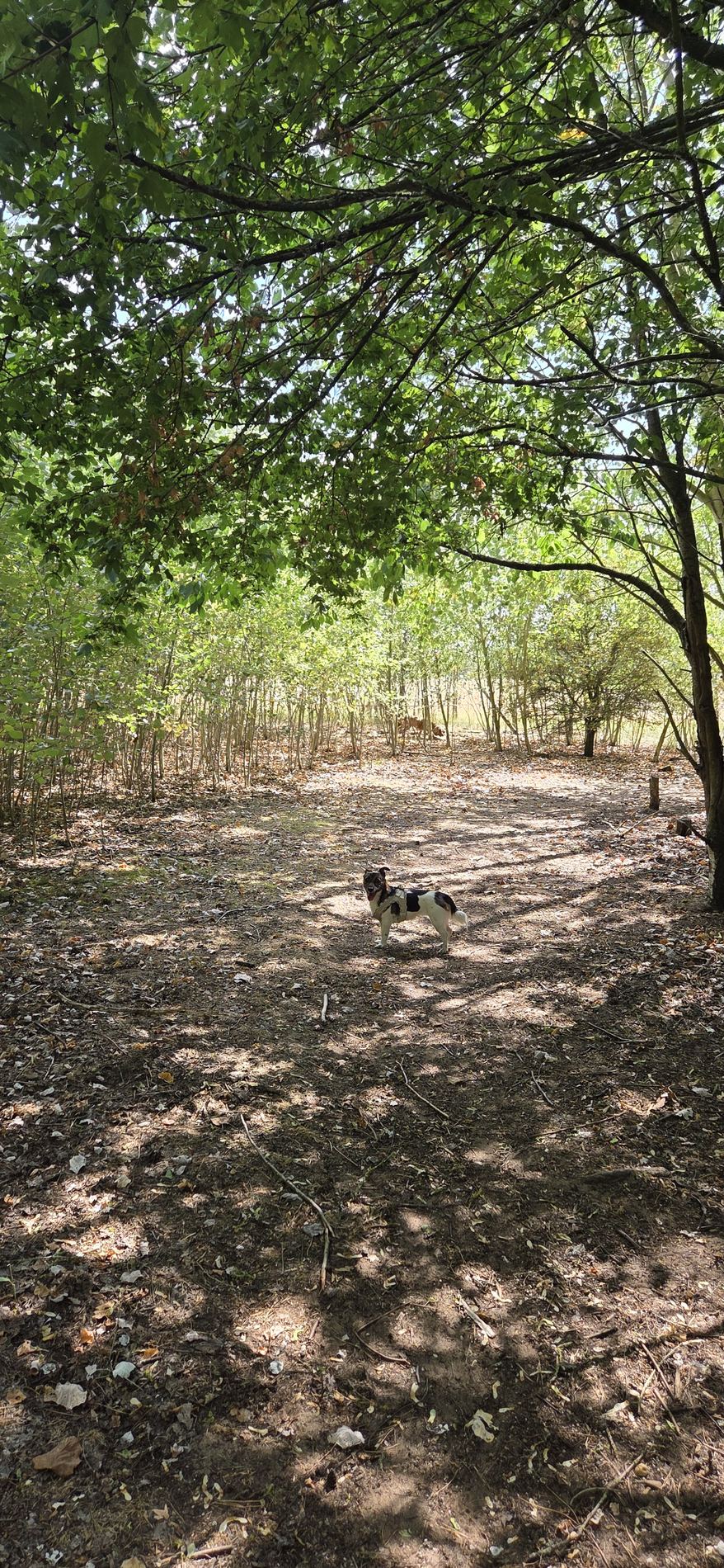 Dog enjoying a peaceful woodland walk at Love of Dogs Boarding