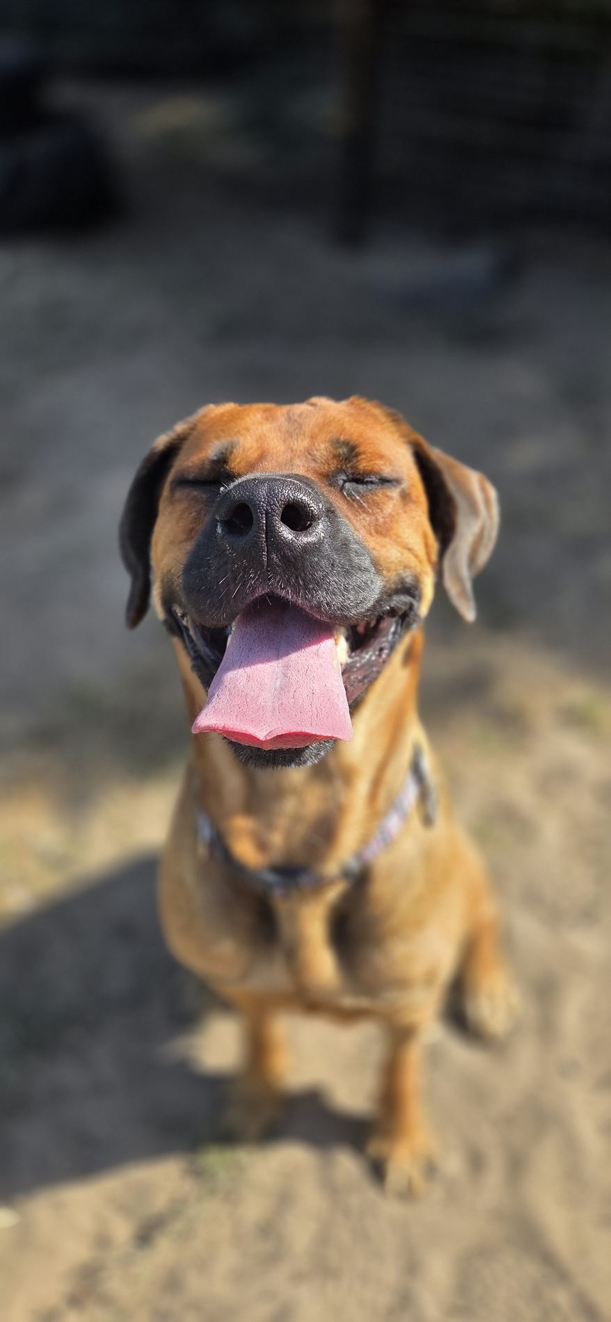 Relaxed dog enjoying time outdoors at Love of Dogs Boarding