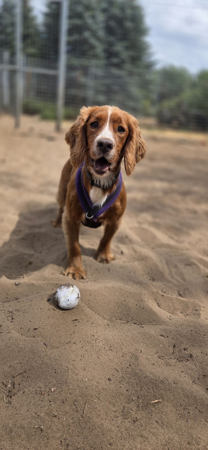 Cocker spaniel playing with a ball during a boarding stay